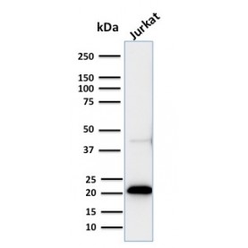 CD3e (T-Cell Marker)(C3e/2858R), CF740 conjugate, 0.1mg/mL