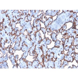 CD31 / PECAM-1 (Endothelial Cell Marker)(C31/2876R), CF740 conjugate, 0.1mg/mL