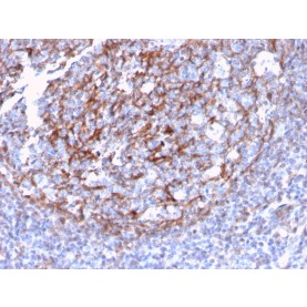 CD21 (Mature B-Cell & Follicular Dendritic Cell Marker)(CR2/3124R), CF740 conjugate, 0.1mg/mL
