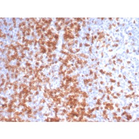 CD3e (T-Cell Marker)(C3e/3125R), CF740 conjugate, 0.1mg/mL