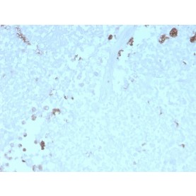 ATG5 (Autophagy Marker)(rATG5/2553), CF740 conjugate, 0.1mg/mL
