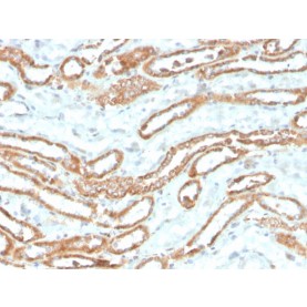 Aurora B (Proliferation Marker)(rAURKB/1592), CF740 conjugate, 0.1mg/mL