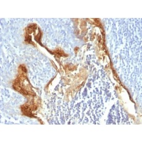 Involucrin(IVRN/827), CF680 conjugate, 0.1mg/mL