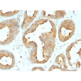 Glucose Regulated Protein 94 (GRP94) (9G10.F8.2), CF680 conjugate, 0.1mg/mL