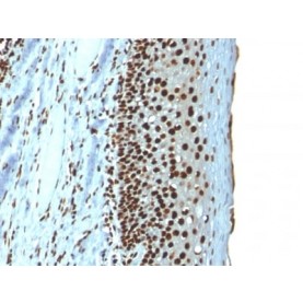 Histone H1 (Nuclear Marker) (r1415-1), CF680 conjugate, 0.1mg/mL