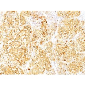 MART-1 / Melan-A(M2-9E3), CF680R conjugate, 0.1mg/mL
