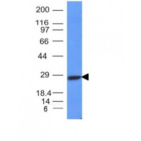 Human Kappa Light Chain(L1C1), CF680R conjugate, 0.1mg/mL
