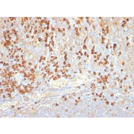 Plasma Cell Marker(LIV3G11, same as 7B18), CF488A conjugate, 0.1mg/mL