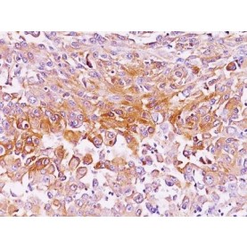 Pmel17 / gp100 / SILV(NKI-beteb), CF488A conjugate, 0.1mg/mL