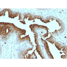 CD53(161-2), CF488A conjugate, 0.1mg/mL