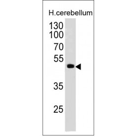PAX6(PAX6/498), CF488A conjugate, 0.1mg/mL