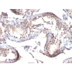TGFalpha(MF9), CF488A conjugate, 0.1mg/mL