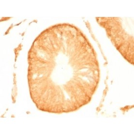 pgp9.5 (UCHL-1)(UCHL1/775), CF488A conjugate, 0.1mg/mL