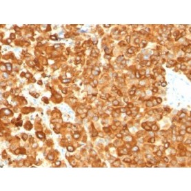 Pmel17 / gp100 / SILV(PMEL/783), CF488A conjugate, 0.1mg/mL