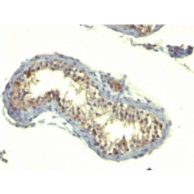 TGFalpha(TG86), CF488A conjugate, 0.1mg/mL