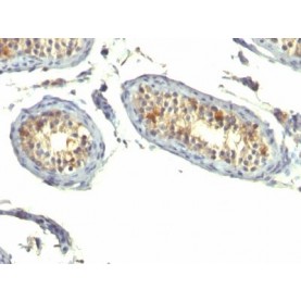TGFalpha(P/T1), CF488A conjugate, 0.1mg/mL