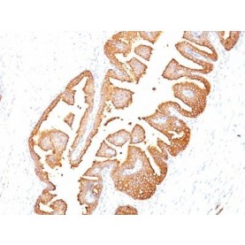 PSA (Prostate Specific Antigen)(KLK3/801), CF488A conjugate, 0.1mg/mL