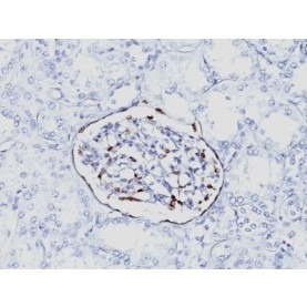 WT1 (Wilm's Tumor 1)(6F-H2), CF488A conjugate, 0.1mg/mL