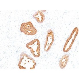 PSA (Prostate Specific Antigen)(A67-B/E3), CF488A conjugate, 0.1mg/mL
