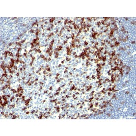 PDCD1 / PD1 / CD279 (Programmed Cell Death 1)(NAT105),  CF488A conjugate, 0.1mg/mL