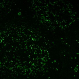 PD1 / PDCD1 / CD279(PDCD1/922), CF488A conjugate, 0.1mg/mL