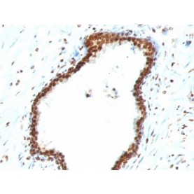 Rabies(Rab-50), CF488A conjugate, 0.1mg/mL