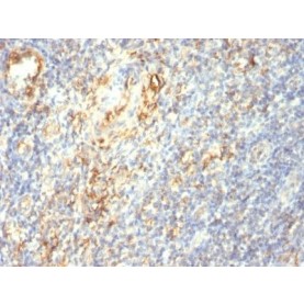 TGF-beta(1D11.16.8), CF488A conjugate, 0.1mg/mL