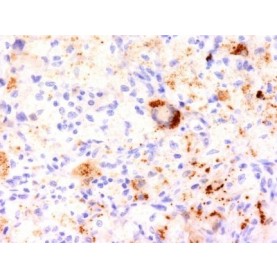 TNF alpha(J2D10), CF488A conjugate, 0.1mg/mL
