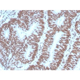 PAX2 (Renal Cell & Ovarian Carcinoma Marker) (PAX2/1104), CF488A conjugate, 0.1mg/mL