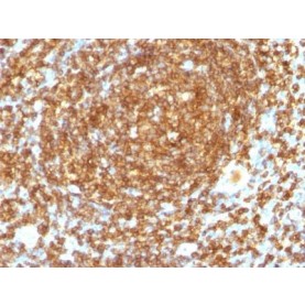 CD45RB(PTPRC/1132), CF488A conjugate, 0.1mg/mL