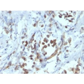 PAX6(PAX6/1166), CF488A conjugate, 0.1mg/mL