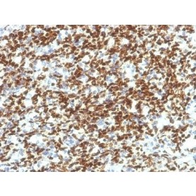 PAX7 (PAX7/1187), CF488A conjugate, 0.1mg/mL
