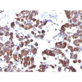 Thyroglobulin(TGB04 + TGB05), CF488A conjugate, 0.1mg/mL
