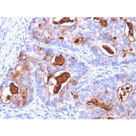 Carcinoembryonic Antigen (CEA) / CD66(C66/1260), CF488A conjugate, 0.1mg/mL