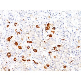 Thyroid Stimulating Hormone, beta (TSH beta) (Pituitary Marker)(TSHb/1317), CF488A conjugate, 0.1mg/mL