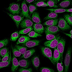 Calnexin (Endoplasmic Reticulum Marker) (CANX/1541), CF488A conjugate, 0.1mg/mL
