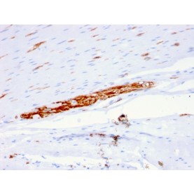 CD56 / NCAM1 / NKH1 (Neuronal Cell Marker)(ERIC-1), CF488A conjugate, 0.1mg/mL