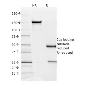 PD-L2 / PDCD1LG2 / CD273(PDL2/1850), CF488A conjugate, 0.1mg/mL