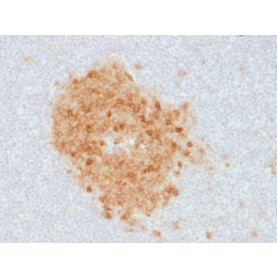 Biotium BNC881893-100, CD10 (Membrane Metalloendopeptidase) (MME/1893), CF488A conjugate, 0.1mg/mL