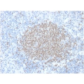 PAX5 / BSAP (Early B-Cell Marker) (PCRP-PAX5-1B7), CF488A conjugate, 0.1mg/mL