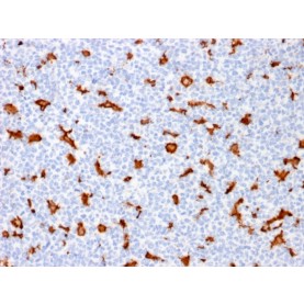 Biotium BNC881909-100, AIF1 / Iba1 (Microglia Marker) (AIF1/1909), CF488A conjugate, 0.1mg/mL