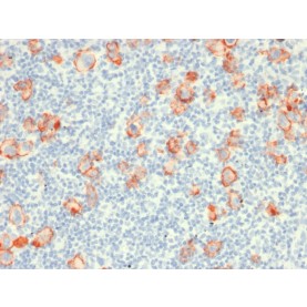 Biotium BNC881919-100, CD30 / TNFRSF8 (Hodgkin & Reed-Sternberg Cell Marker) (rCD30/412), CF488A conjugate, 0.1mg/mL