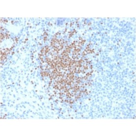 PAX5 / BSAP (Early B-Cell Marker) (PCRP-PAX5-1B1), CF488A conjugate, 0.1mg/mL