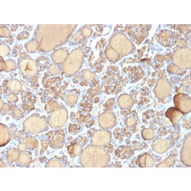 Thyroglobulin (Thyroidal Cell Marker) (r6E1), CF488A conjugate, 0.1mg/mL