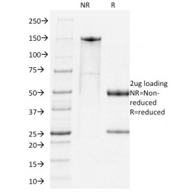 PD1, Mouse(RMP1-14), CF488A conjugate, 0.1mg/mL