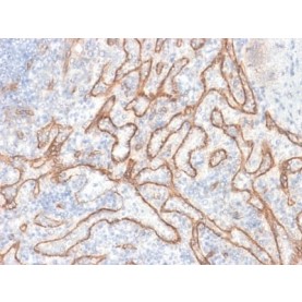 Biotium BNC882030-100, Catenin, beta (CTNNB1) (CTNNB1/2030R), CF488A conjugate, 0.1mg/mL