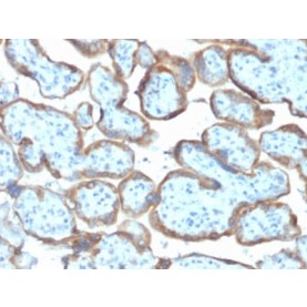 TIMP2 (Tissue Inhibitor of Metalloproteinase 2) (TIMP2/2044), CF488A conjugate, 0.1mg/mL