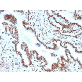 TLE1 (Synovial Sarcoma Marker) (TLE1/2051), CF488A conjugate, 0.1mg/mL