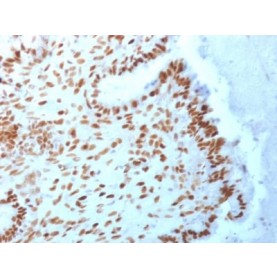 TLE1 (Synovial Sarcoma Marker) (TLE1/2062), CF488A conjugate, 0.1mg/mL