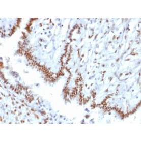 TLE1 (Synovial Sarcoma Marker) (TLE1/2085), CF488A conjugate, 0.1mg/mL